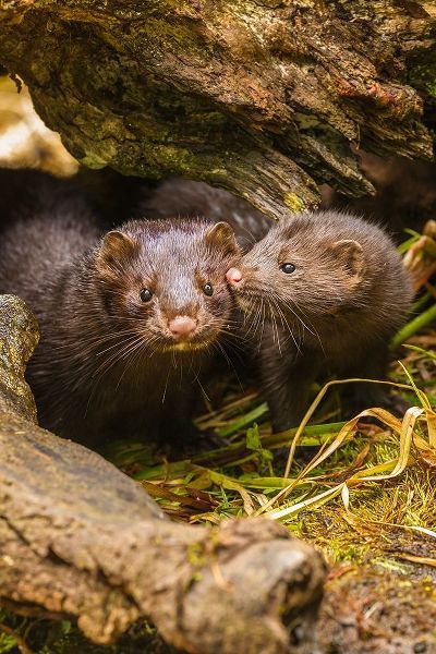 Minnesota-Pine County Mink mother and pup in log